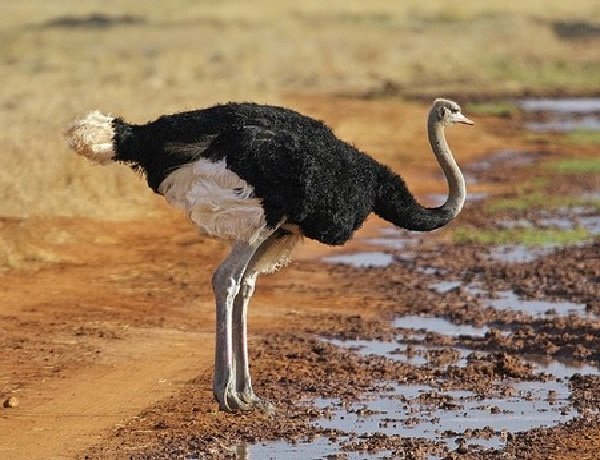 Животные пустыни - Африканский страус
