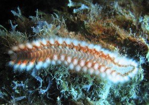 Морские кольчатые черви - многощетинковый