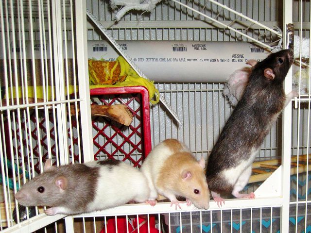 Домашние крысы и как за ними ухаживать. 