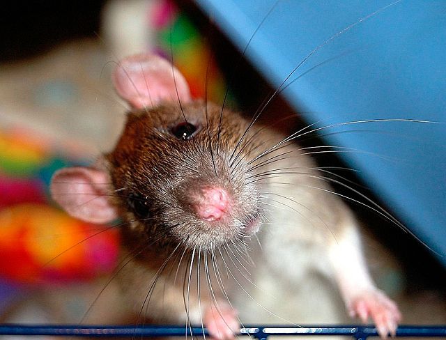Домашние крысы и как за ними ухаживать
