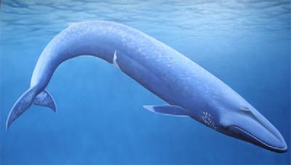 Самые длинные жители моря - синий кит