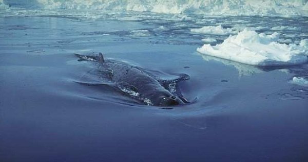 Самые длинные жители моря - финвал