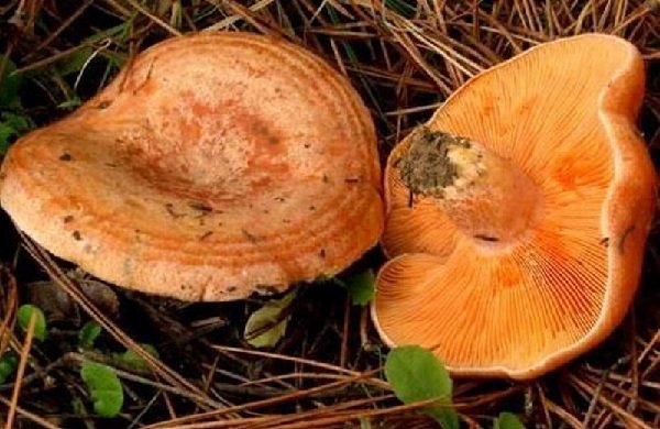 Самые хорошие грибы