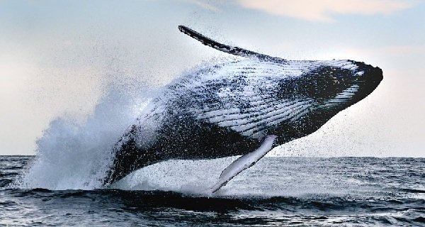 Самые длинные жители моря - горбатый кит