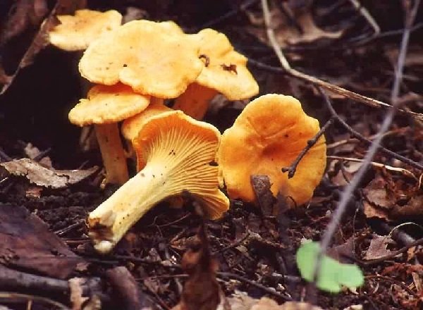 Самые хорошие грибы