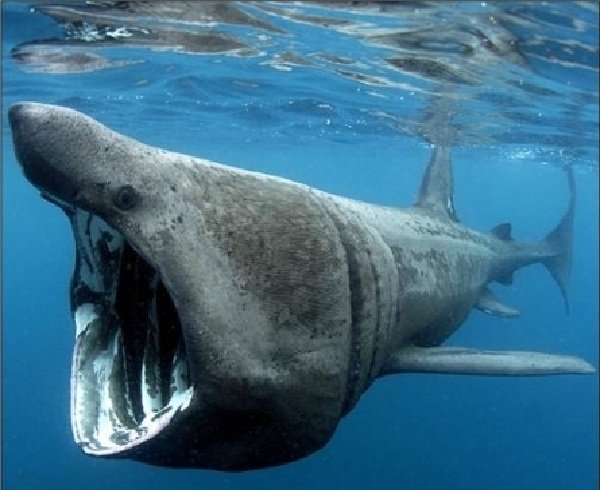 Самые длинные жители моря - исполинская акула