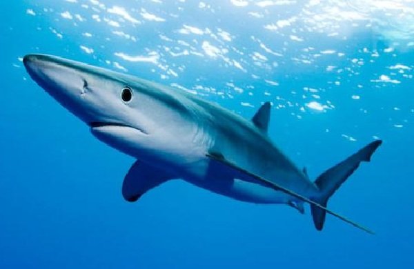 Самые опасные акулы планеты - синяя акула