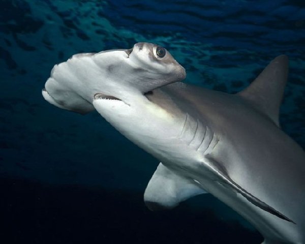 Самые опасные акулы планеты - молотоголовая акула