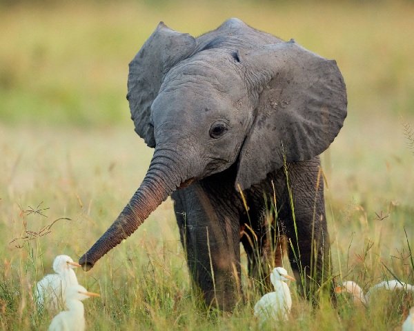 Беременность животных - самая длинная - Слон