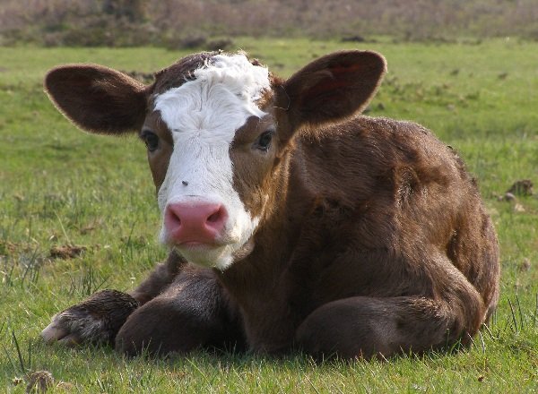 Беременность животных - самая длинная - Корова