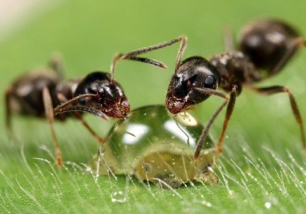Самые трудолюбивые животные в мире - муравьи