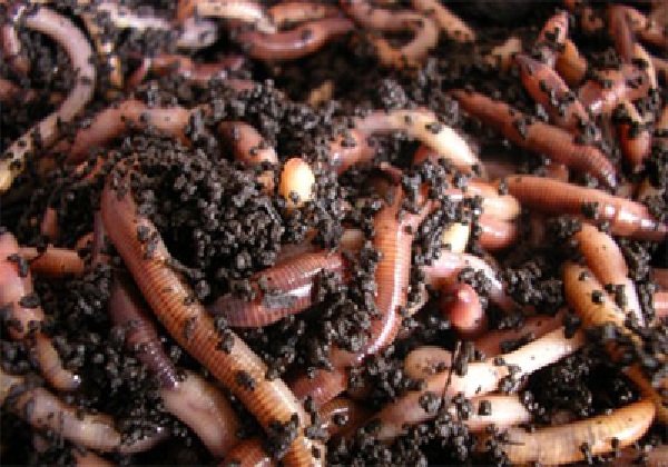 Самые трудолюбивые животные в мире - земляные черви
