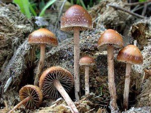 Галлюциногенные грибы