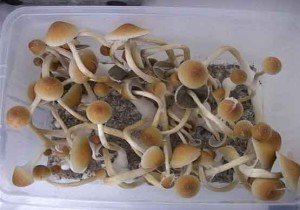 Галлюциногенные грибы - теонана́катль