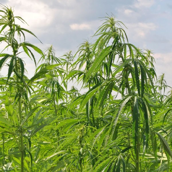 Конопля ядовитое растение сколько нужно выкурить марихуаны