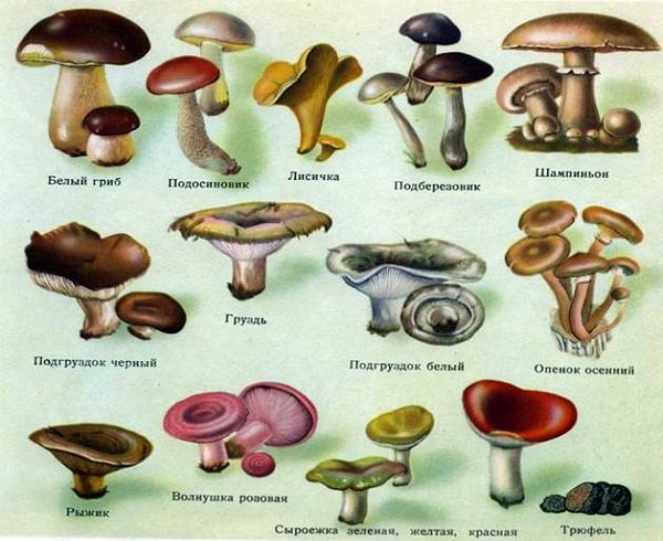 Съедобные грибы - белые, лисички, шампиньоны