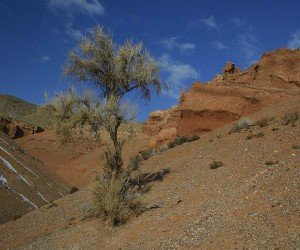 Саксаул фото и описание