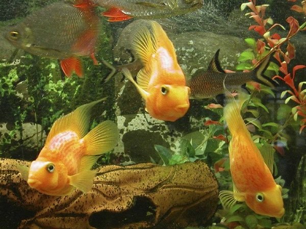 Как правильно кормить аквариумных рыбок? 
