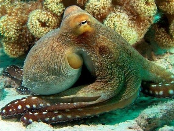 Какие глаза у головоногих моллюсков