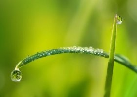 Магия растений и трав в повседневной жизни