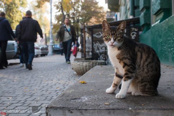 Картинки кошек на улице