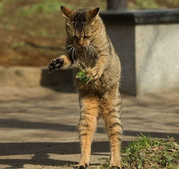 Картинки кошек на улице