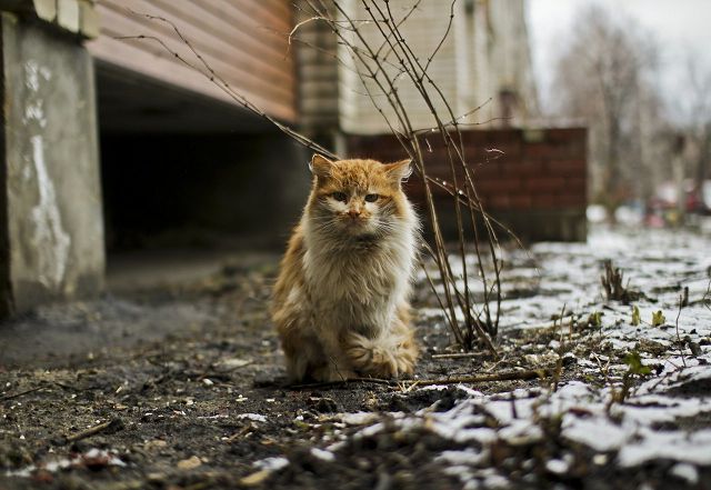 Болезни кошек, живущих на улице. 