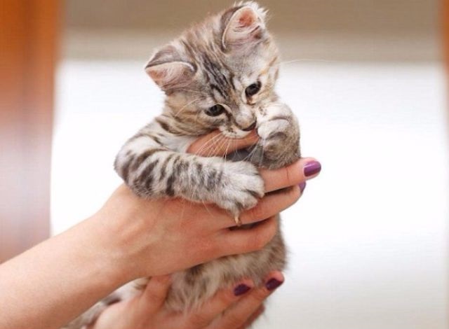 Ручной котенок – отучать или нет? 