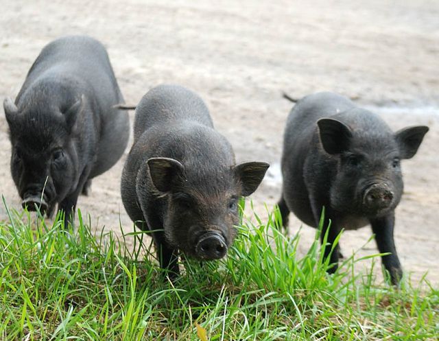Вьетнамские свиньи уход и разведение. 