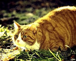 Как помочь коту справиться с ожирением?