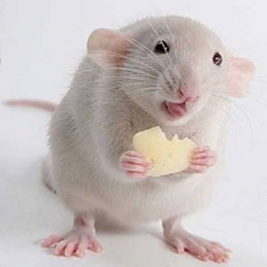 Дрессировка крысы — полезные советы