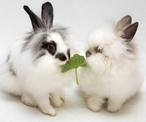 Воспитание и обучение декоративных кроликов
