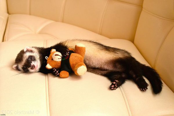 Домашний хорек и трудности содержания хорька дома