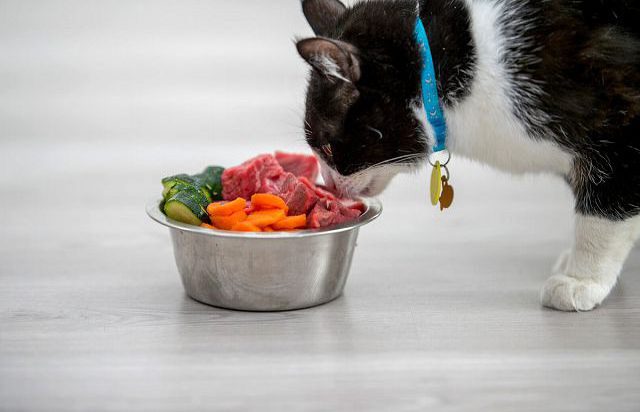 Чем нельзя кормить кошек и какие продукты вредны котам. 
