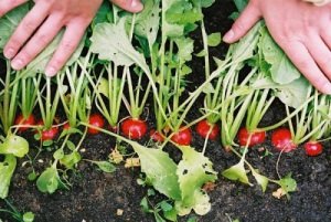 Как выращивать редиску на своей грядке