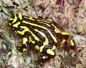 Яркая ложная жаба Pseudophryne corroboree
