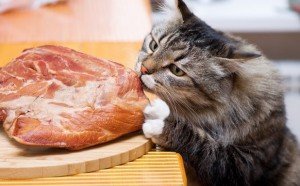 Кормление мясом домашних животных