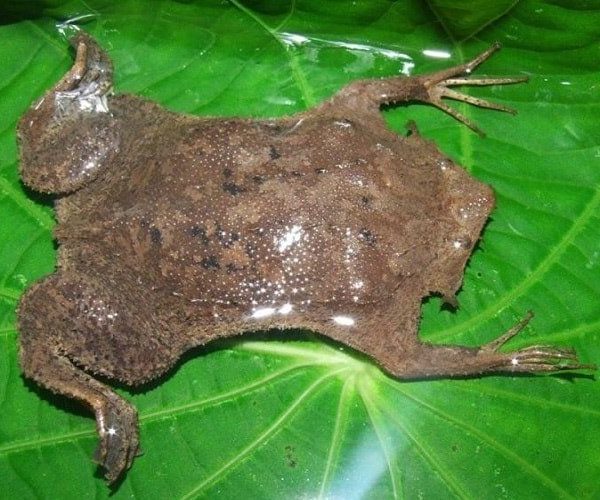 Жаба пипа суринамская 