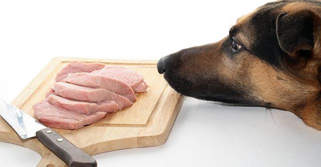 Кормление мясом домашних животных кошек и собак. 