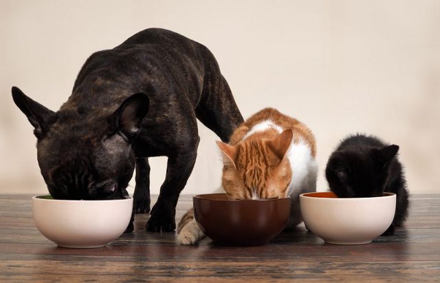 Яйца и молочные продукты в питании кошек и собак. 