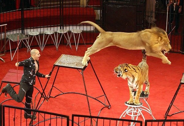 Львы и тигры в цирке - дрессировка крупных кошек 