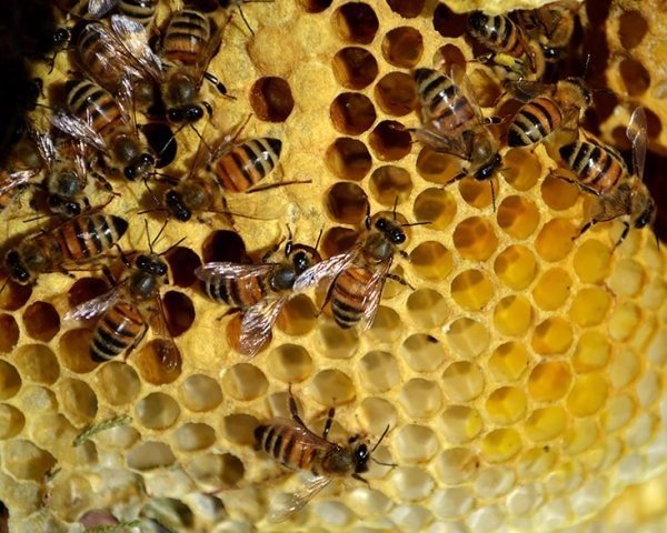 Пчелы и пчеловодство 