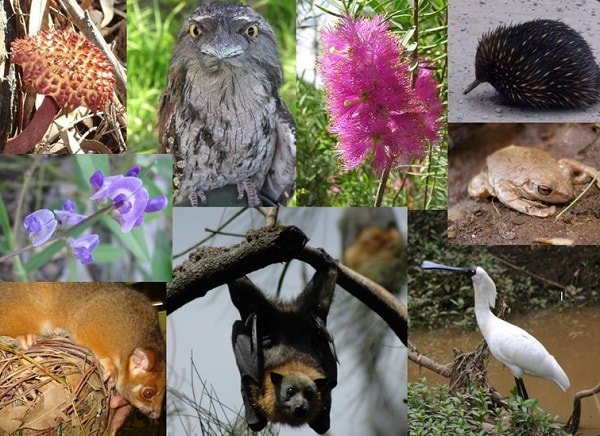 Видовое разнообразие растений и животных 
