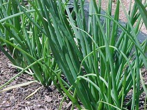 Зеленый лук — состав, применение, выращивание