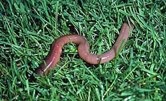 Дождевые черви и их роль в природе 