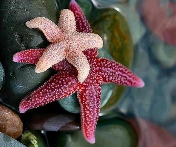Эти удивительные животные – морская звезда 