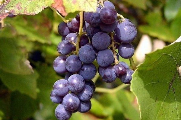Виноград — интересные факты, выращивание на вино 