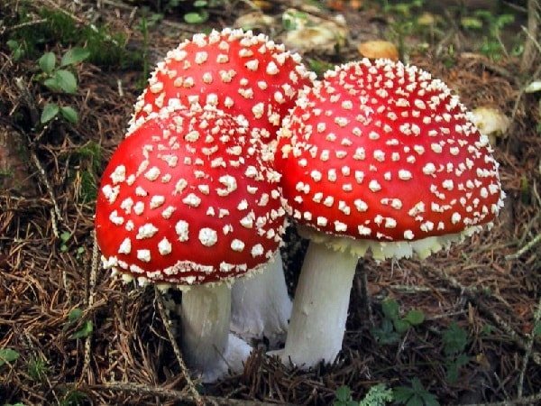 Какие грибы нельзя собирать и есть - Мухомор красный 