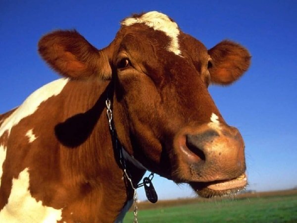 Отравление коровы – виды, симптомы, лечение. 