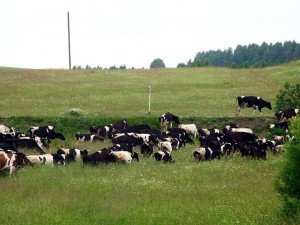 Отравление коровы – виды, симптомы, лечение